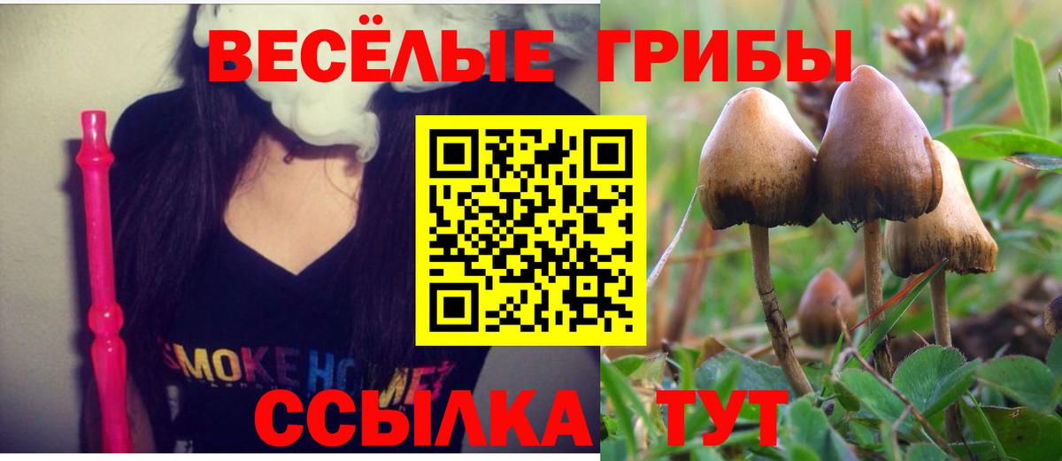 Заринск  Псилоцибиновые грибы Psilocybe  Вход с VPN 